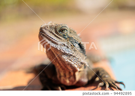 Eastern bearded lizard inhabiting Australia 94492895