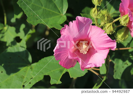 Pink hibiscus flowers blooming in an autumn park in Japan Pink hibiscus flowers blooming in an autumn park in Japan 94492987