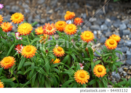 Helichrysum (Cororo) 94493132