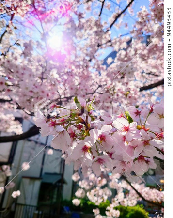 Cherry blossoms along Kiyamachi-dori along the Takase River Cherry blossoms along Kiyamachi-dori along the Takase River 94493433