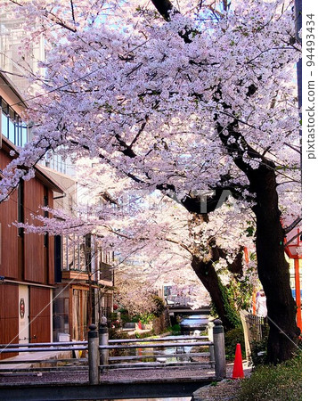 沿著高瀨川的木屋町通的一排櫻花樹 94493434