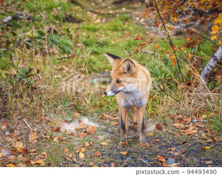 The red fox Vulpes vulpes walks along a path in the forest. The red fox Vulpes vulpes walks along a path in the forest. 94493490