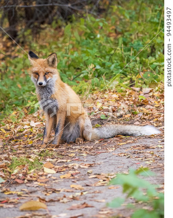 Close up of a red fox Vulpes vulpes, sitting on a path in the forest. Close up of a red fox Vulpes vulpes, sitting on a path in the forest. 94493497