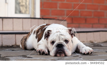 A young sad english bulldog lies in the yard in front of the house on the street and looks at the camera. Slow motion. Pet concept A young sad english bulldog lies in the yard in front of the house on the street and looks at the camera. Slow motion. Pet concept 94494502