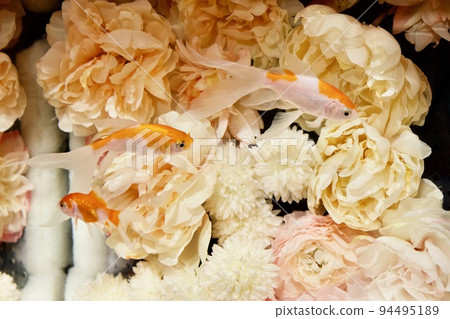 Aquarium, Flowers and Goldfish (Goldfish Museum in Nara) Aquarium, Flowers and Goldfish (Goldfish Museum in Nara) 94495189