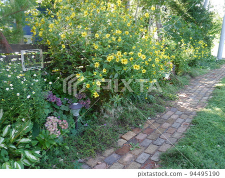 princess sunflower blooming autumn garden 94495190