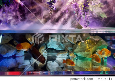 奈良金魚博物館的形象 94495214