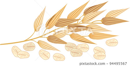 Oats Leaf Grains Illustration 94495567