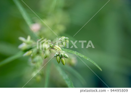 Cannabis marijuana flowering seeds. Sativa hemp bushes. Growing CBD marijuana. Dark background with marijuana leaves. Healthcare with medical cannabis. Male hemp flowers are bred to obtain seeds. Cannabis marijuana flowering seeds. Sativa hemp bushes. Growing CBD marijuana. Dark background with marijuana leaves. Healthcare with medical cannabis. Male hemp flowers are bred to obtain seeds. 94495809