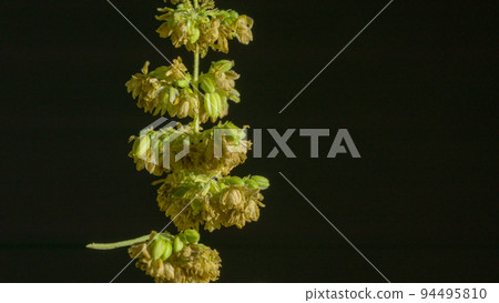 Cannabis marijuana flowering seeds. Sativa hemp bushes. Growing CBD marijuana. Dark background with marijuana leaves. Healthcare with medical cannabis. Male hemp flowers are bred to obtain seeds. 94495810