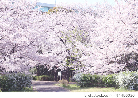 櫻花人行道 櫻花人行道 94496036
