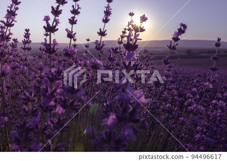 Lavender flower background with beautiful purple colors and bokeh lights. Blooming lavender in a field at sunset in Provence, France. Close up. Selective focus. Lavender flower background with beautiful purple colors and bokeh lights. Blooming lavender in a field at sunset in Provence, France. Close up. Selective focus. 94496617