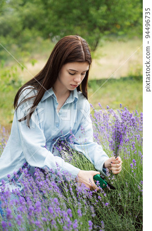Young woman cutting bunches of lavender Young woman cutting bunches of lavender 94496735