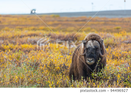 Musk ox Musk ox 94496927