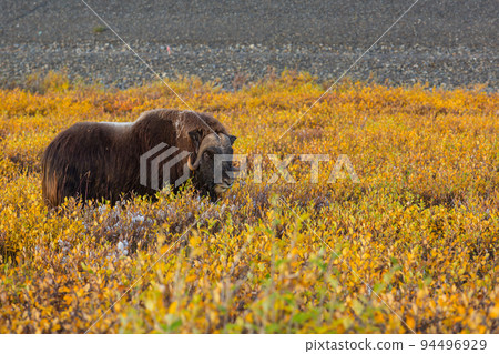 Musk ox 94496929