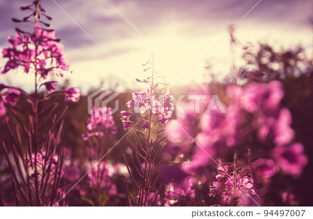 Wildflowers Wildflowers 94497007