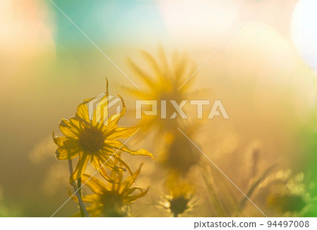 Wildflowers Wildflowers 94497008