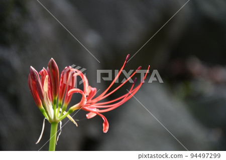 Cluster amaryllis Cluster amaryllis 94497299
