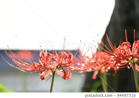 Cluster amaryllis 94497310