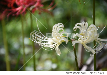 Cluster amaryllis Cluster amaryllis 94497371