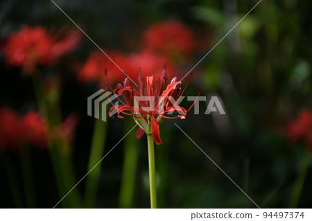 Cluster amaryllis 94497374