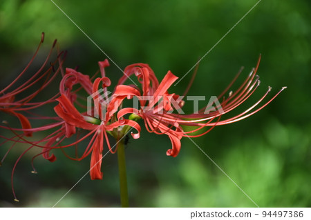 Cluster amaryllis 94497386
