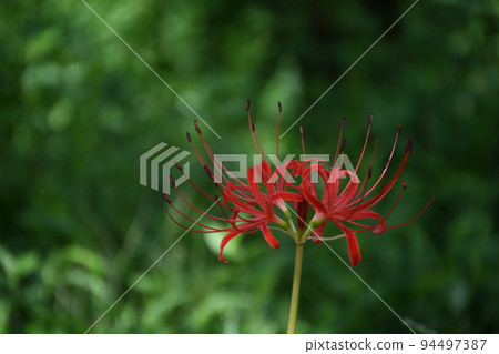Cluster amaryllis 94497387