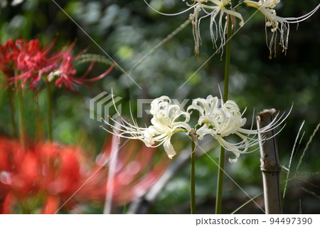 Cluster amaryllis 94497390