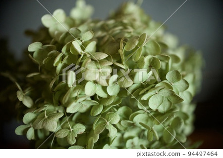 Dried flower of hydrangea Dried flower of hydrangea 94497464