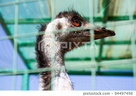 Ostrich close-up. The head of an ostrich. Bird in captivity. Ostrich close-up. The head of an ostrich. Bird in captivity. 94497498