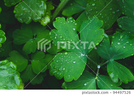 Dew on the grass. Morning foliage of green grass. Summer freshness. 94497526