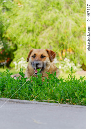 Chipping of animals. The dog is saved from the heat in the grass. 94497527