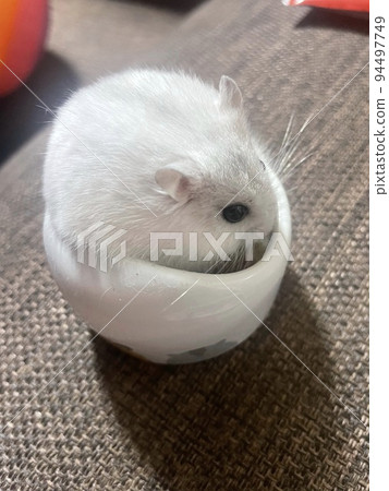 Hamster waiting for food in the feeder Hamster waiting for food in the feeder 94497749