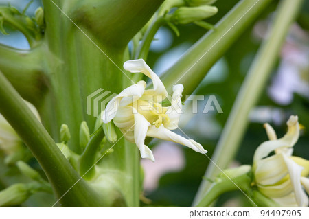 青木瓜花（carica papaya），果實可食（也可當果蔬食用） 94497905