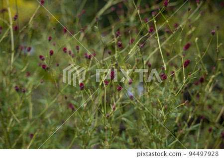 燒花 學名:sanguisorba officinalis 生藥名:赤玉 生藥原料 燒花 學名:sanguisorba officinalis 生藥名:赤玉 生藥原料 94497928