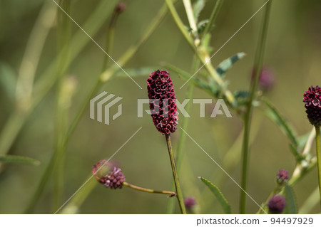 Burnt flower Scientific name: sanguisorba officinalis Crude drug name: Chiyu Crude drug raw material 94497929