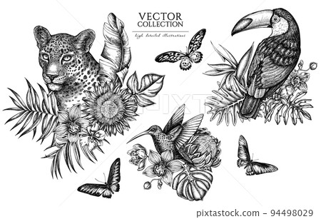 Tropical animals vintage illustrations collection. Hand drawn logo designs with leopard, hummingbird, toucan, rajah brooke s birdwing, african giant swallowtail, monstera, banana palm leaves Tropical animals vintage illustrations collection. Hand drawn logo designs with leopard, hummingbird, toucan, rajah brooke s birdwing, african giant swallowtail, monstera, banana palm leaves 94498029