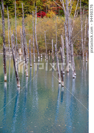 Yellow-leaved thickets and blue pond 94498376