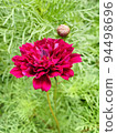Nodding Color Double Cosmos 94498696