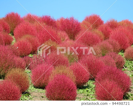 Bright red kochia at Biwako Hakodateyama Kochia Park 94498721