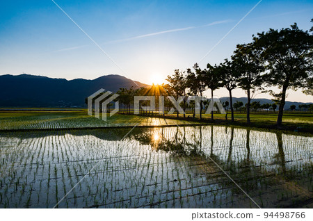 新潟夏井之葉 94498766