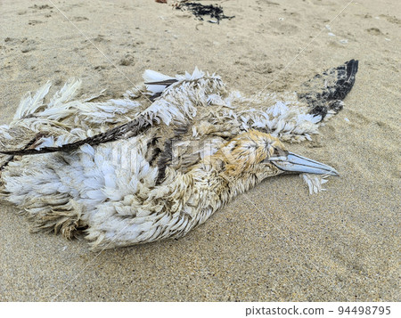 A dead Northern gannet, probably victim of avian influenza, Portnoo, County Donegal - Ireland 94498795