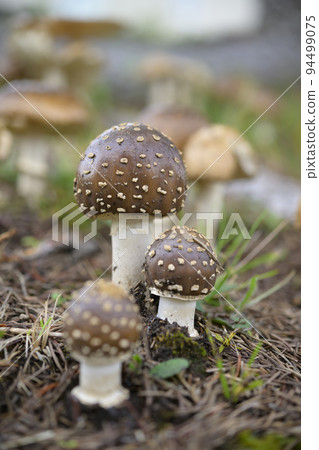 可愛蘑菇（毒蘑菇瘙癢） 94499075