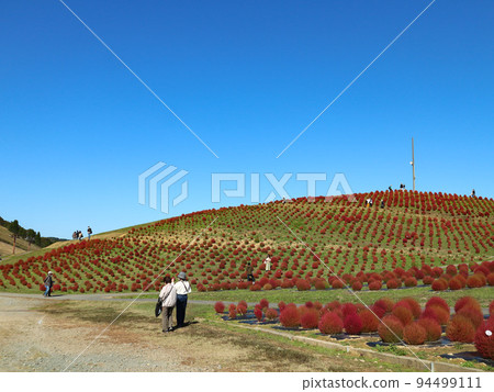 琵琶湖函館山地膚公園 琵琶湖函館山地膚公園 94499111