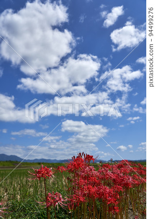 Scenery of Japanese countryside when Higanbana blooms Scenery of Japanese countryside when Higanbana blooms 94499276