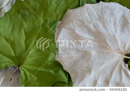 Two sides of whole dried coltsfoot leaves, Tussilago farfara, close up, macro. 94499280