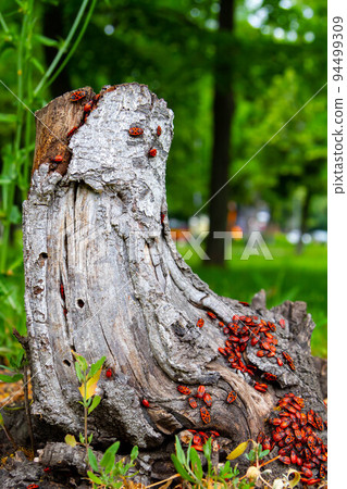 Red beetles. A flock of beetles sits on a stump. insects in the sun. 94499309