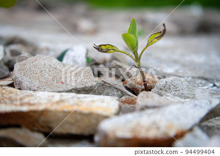 The power of growth. Sprouted sprout through the asphalt. The power of growth. Sprouted sprout through the asphalt. 94499404