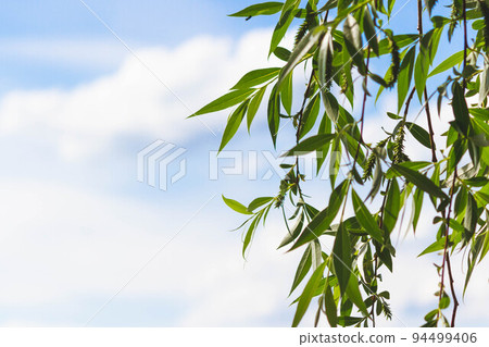 Tree branches in the foreground. Green leaves against the blue sky. Tree branches in the foreground. Green leaves against the blue sky. 94499406