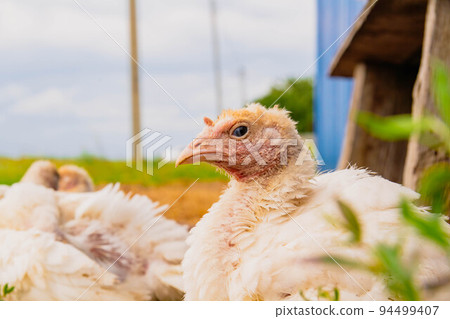 Turkey cubs. Little turkeys. Feeding and caring for birds. Turkey cubs. Little turkeys. Feeding and caring for birds. 94499407